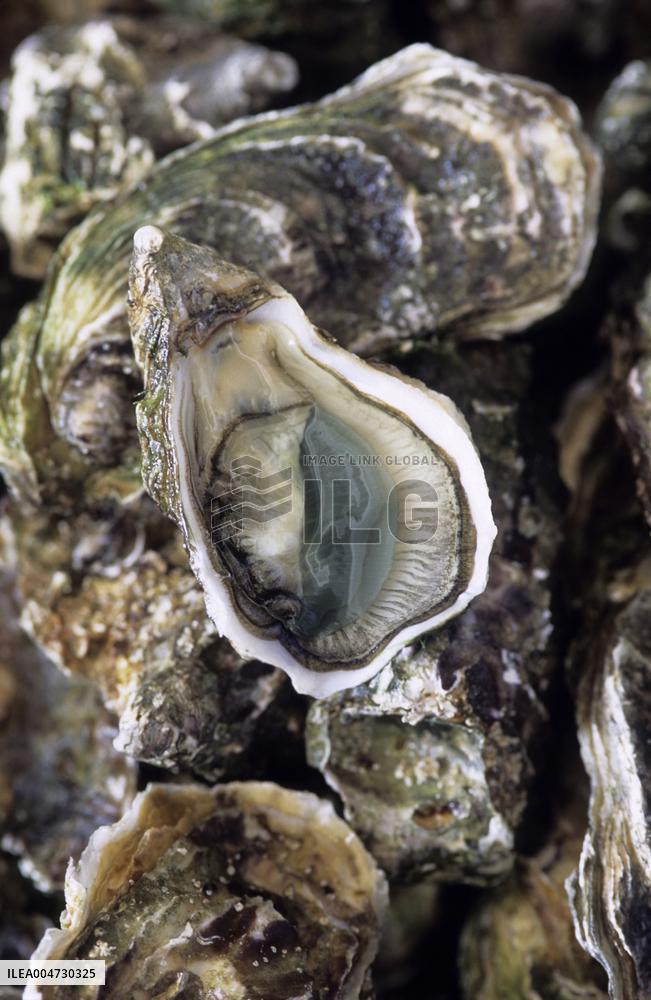 Illustration - Ile de Ré