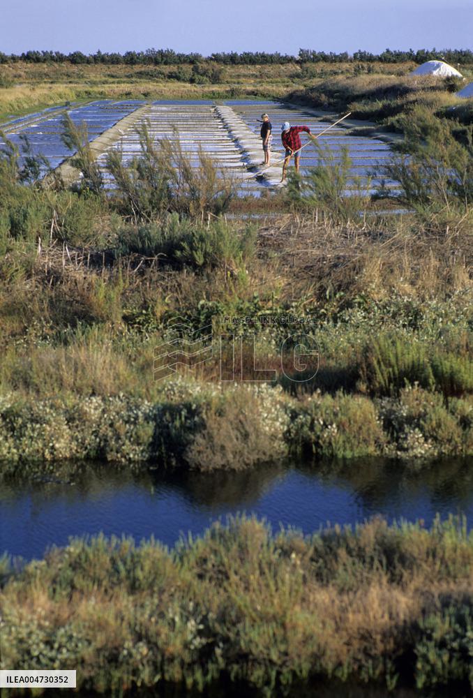Illustration - Ile de Ré