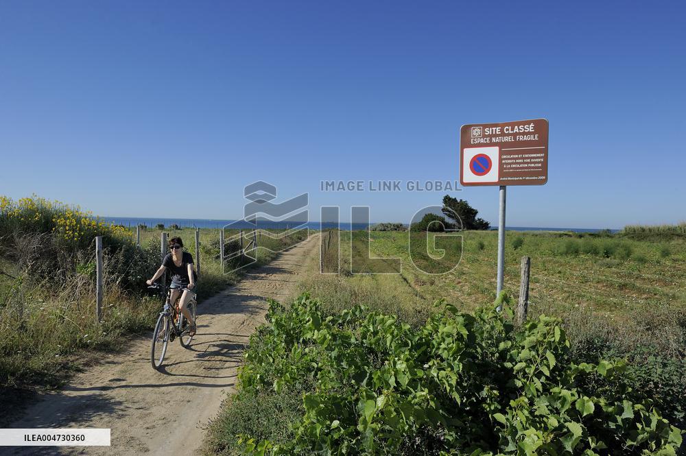 Illustration - Ile de Ré