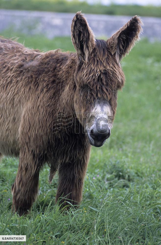 Illustration - Ile de Ré