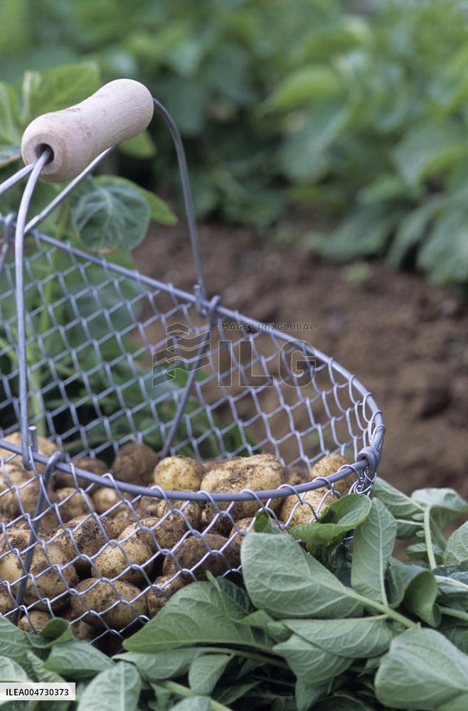 Illustration - Ile de Ré