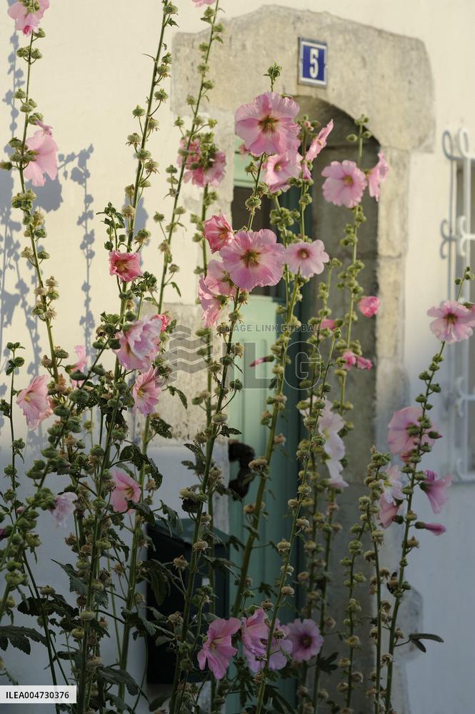 Illustration - Ile de Ré