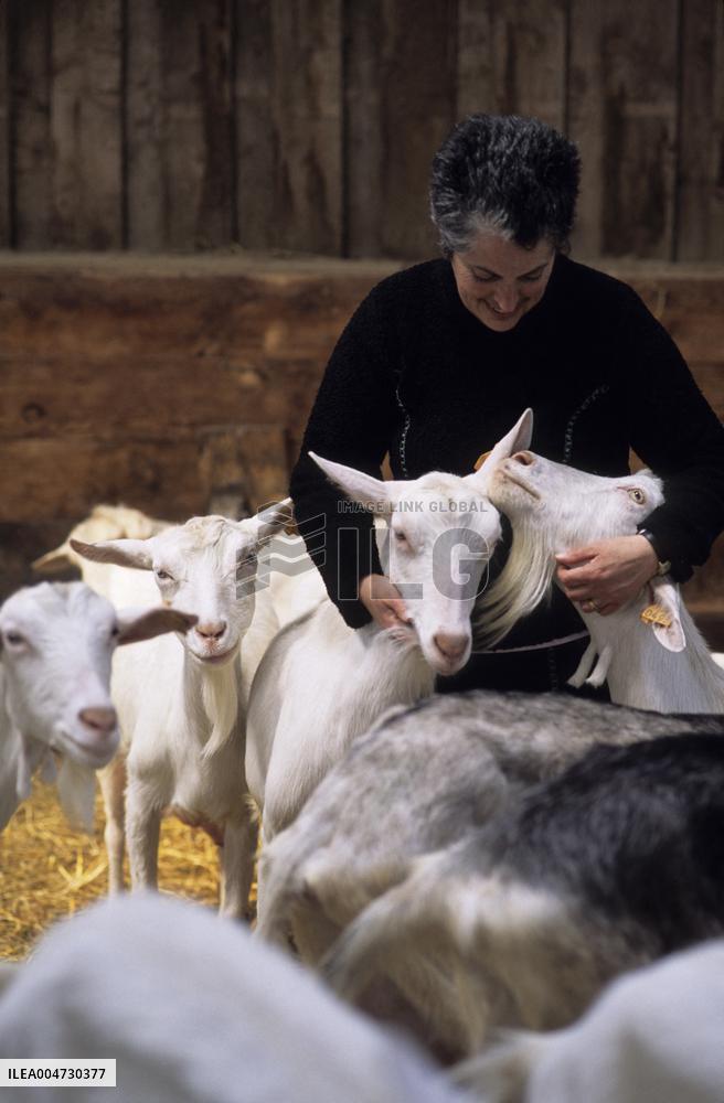 Illustration - Ile de Ré