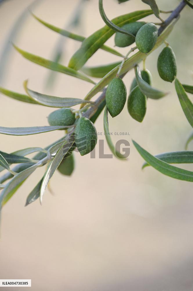 Illustration - Ile de Ré