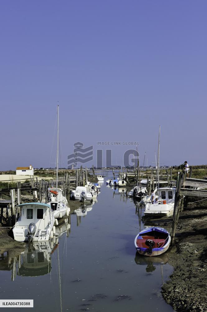 Illustration - Ile de Ré