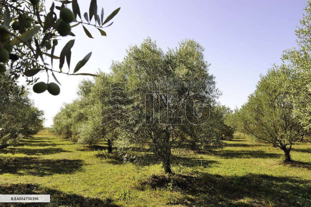 Illustration - Ile de Ré