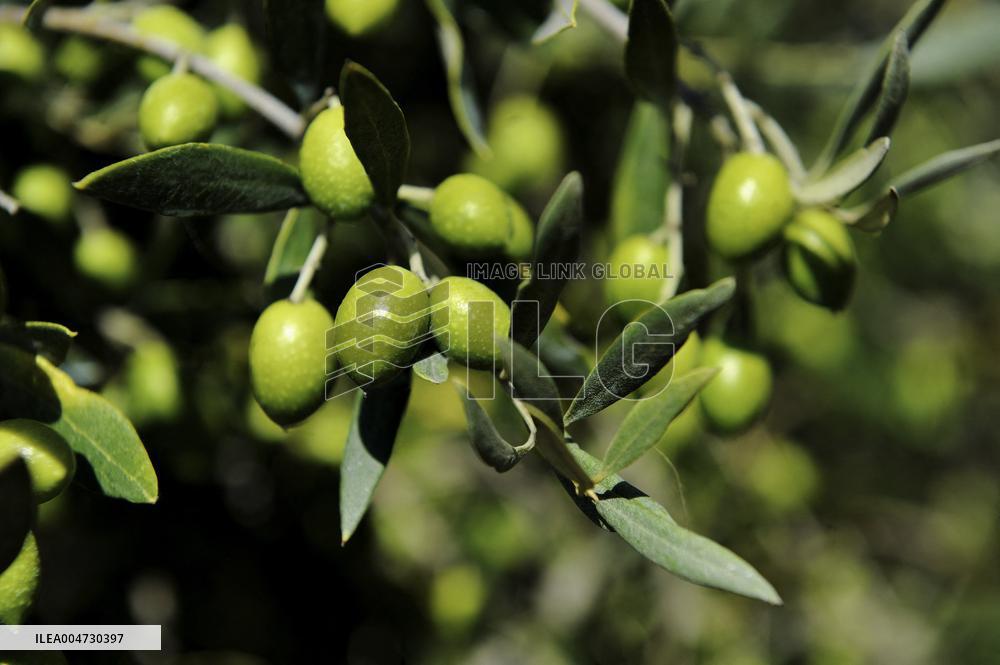 Illustration - Ile de Ré