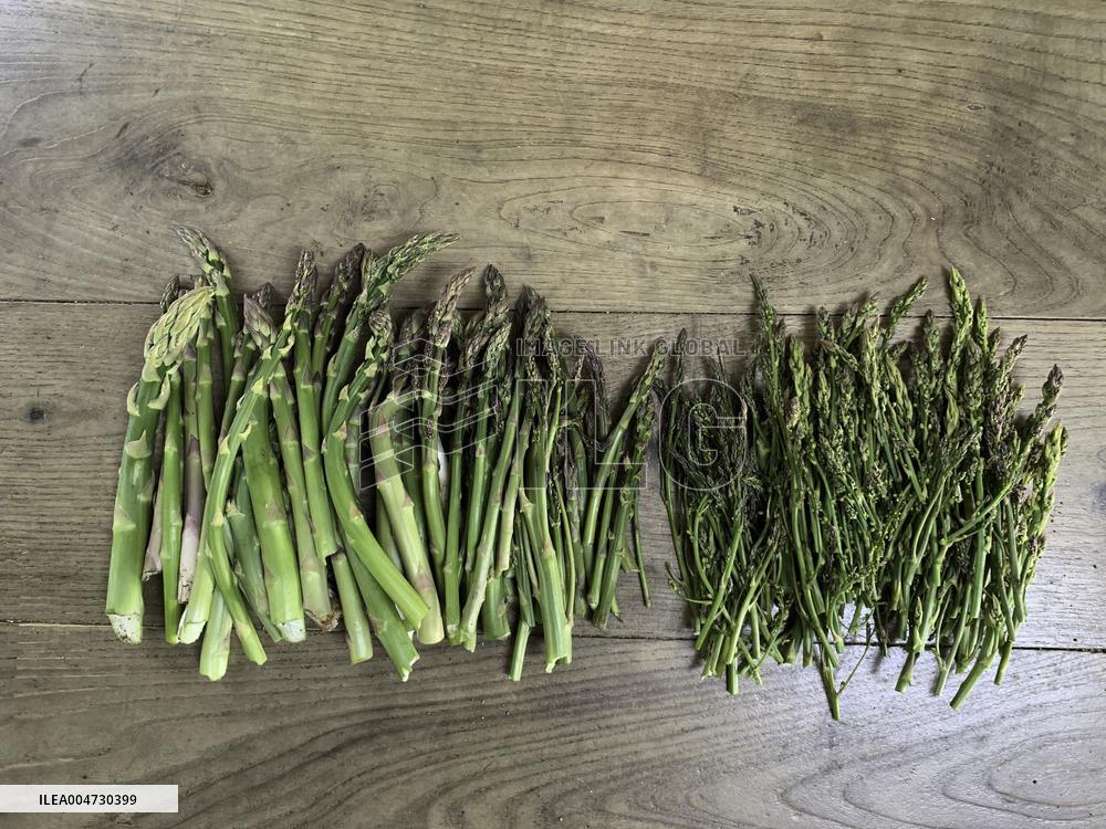 Illustration - Ile de Ré