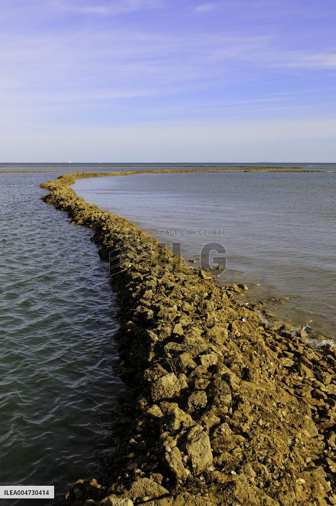 Illustration - Ile de Ré