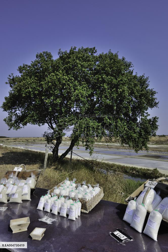 Illustration - Ile de Ré