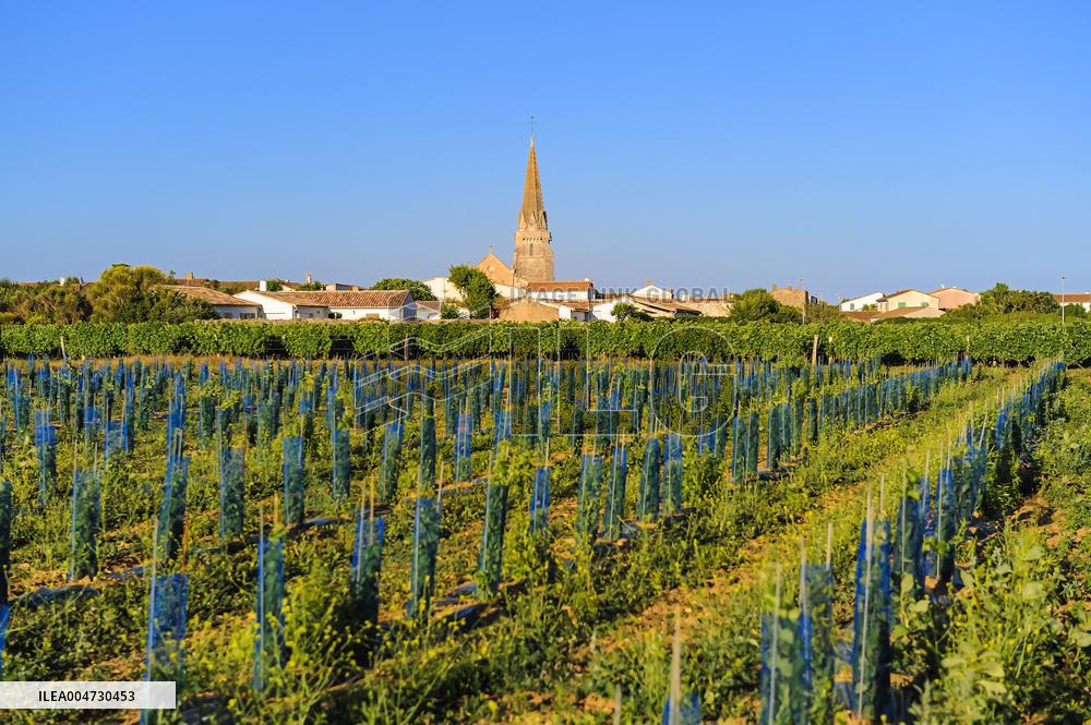 Illustration - Ile de Ré