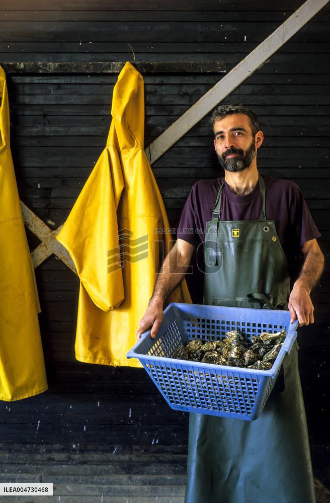 Illustration - Ile de Ré