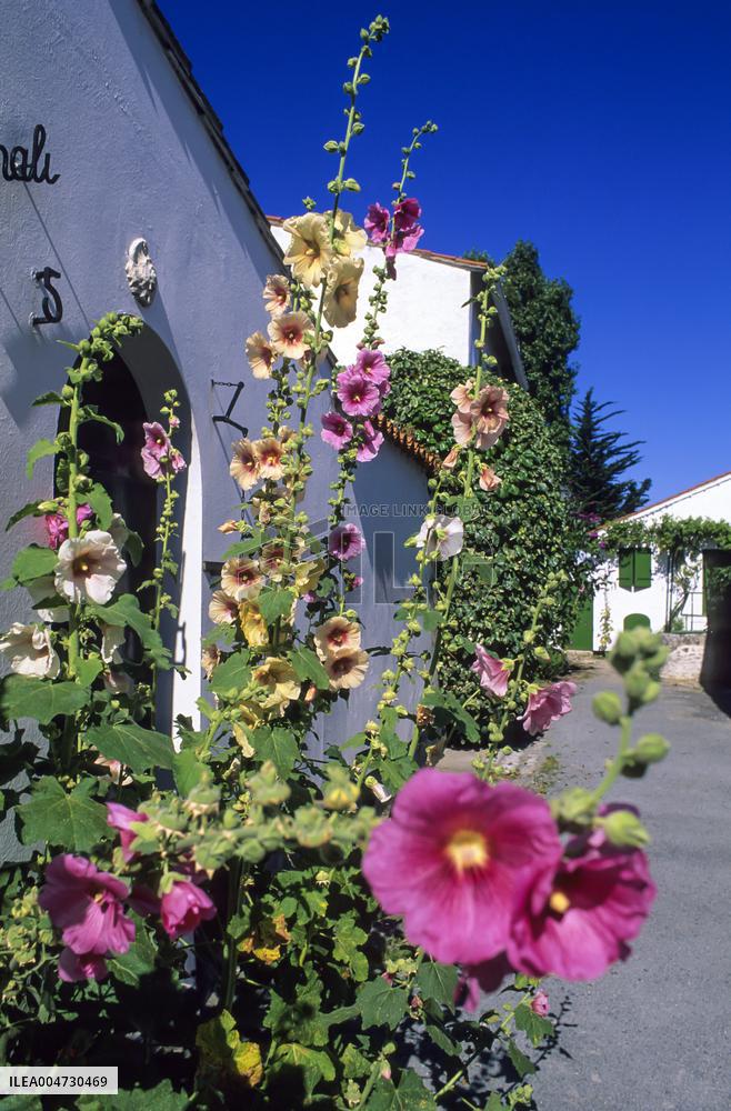 Illustration - Ile de Ré