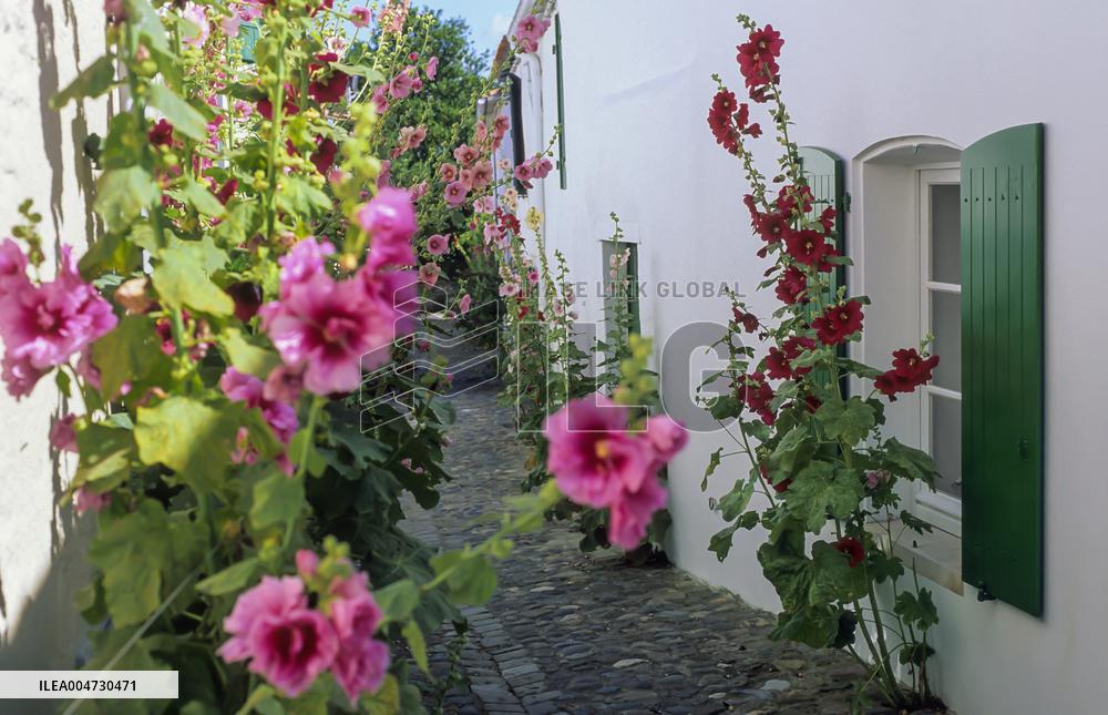 Illustration - Ile de Ré