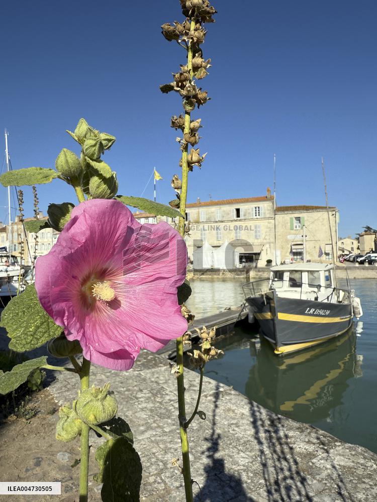Illustration - Ile de Ré