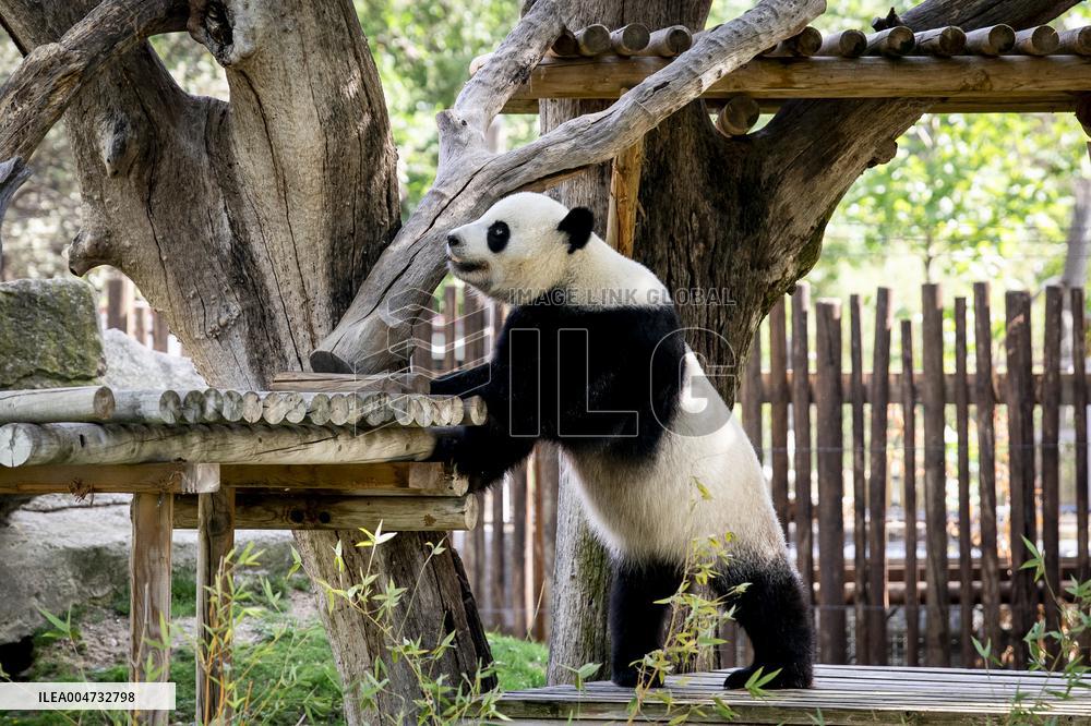 Madrid Zoo celebrates the birthday of giant panda pair Jin Xi and Zhu Yu