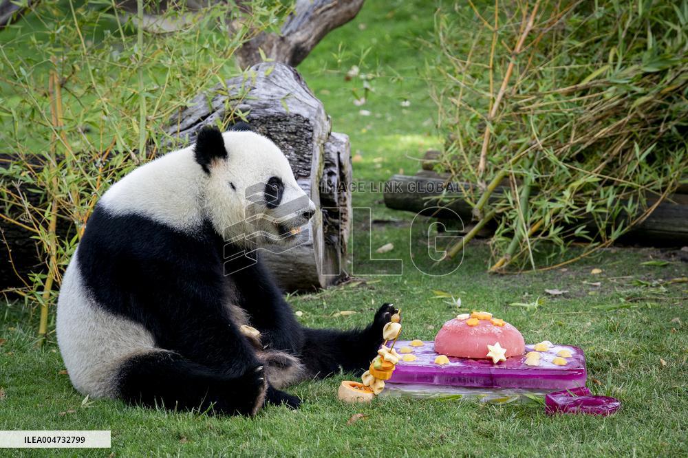 Madrid Zoo celebrates the birthday of giant panda pair Jin Xi and Zhu Yu