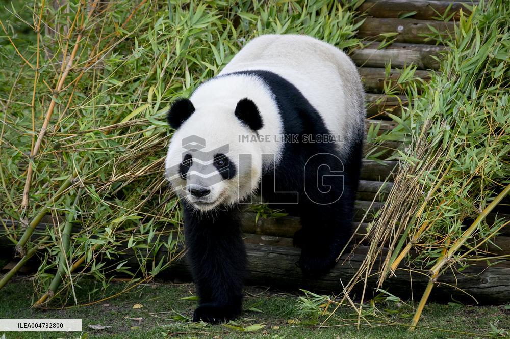 Madrid Zoo celebrates the birthday of giant panda pair Jin Xi and Zhu Yu