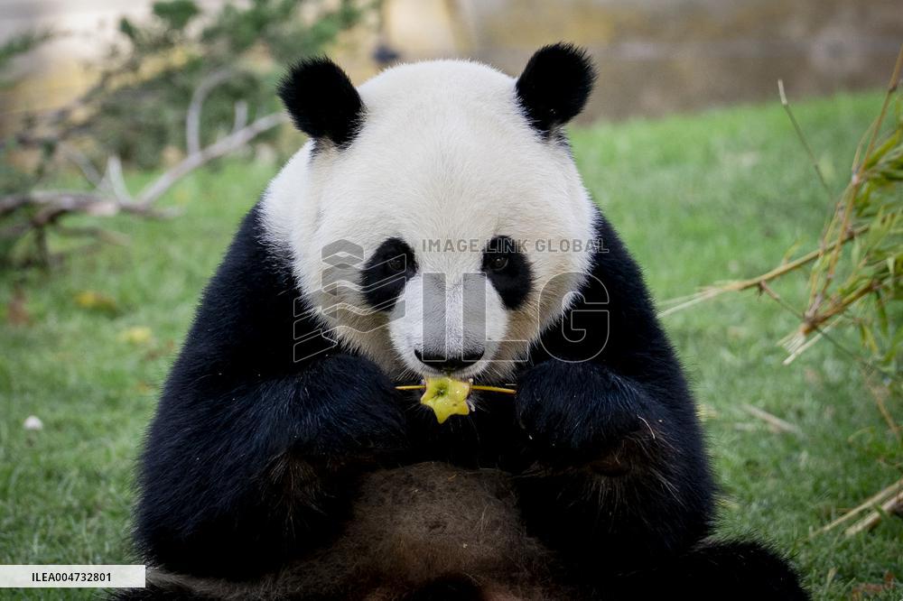 Madrid Zoo celebrates the birthday of giant panda pair Jin Xi and Zhu Yu