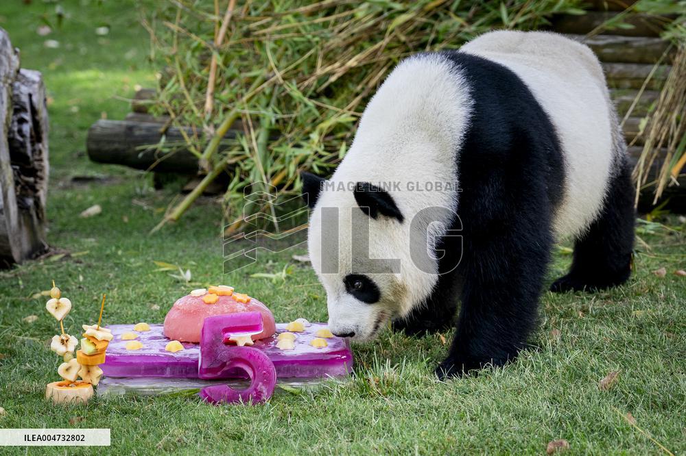 Madrid Zoo celebrates the birthday of giant panda pair Jin Xi and Zhu Yu
