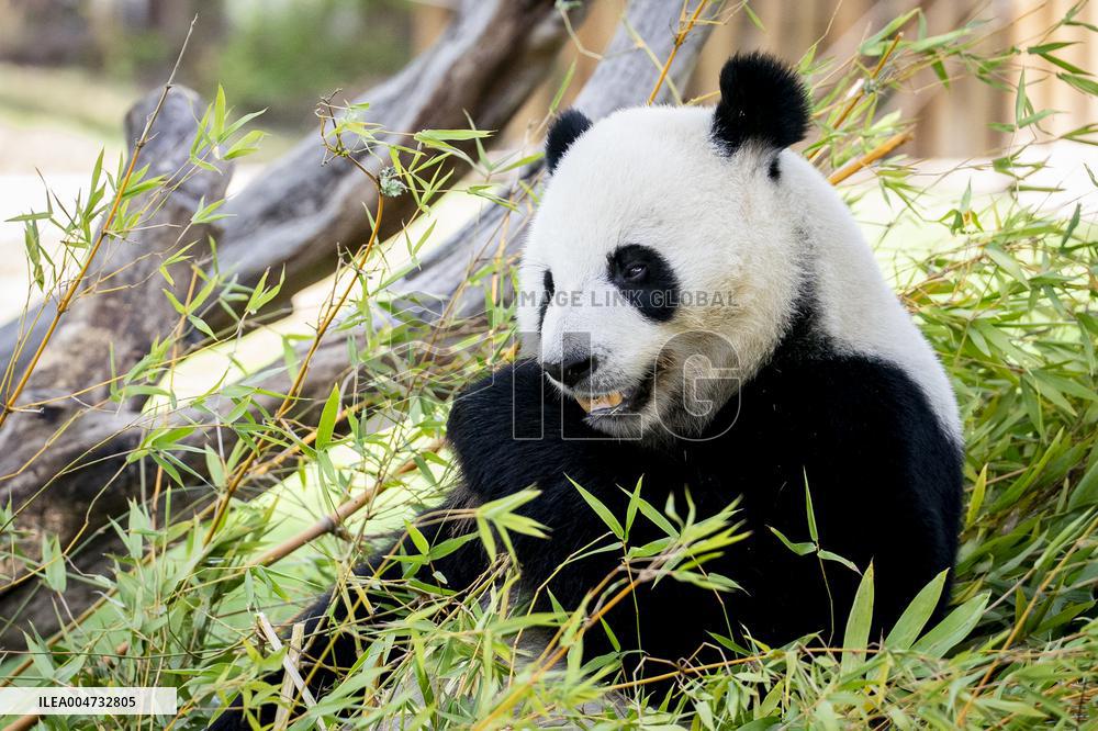 Madrid Zoo celebrates the birthday of giant panda pair Jin Xi and Zhu Yu