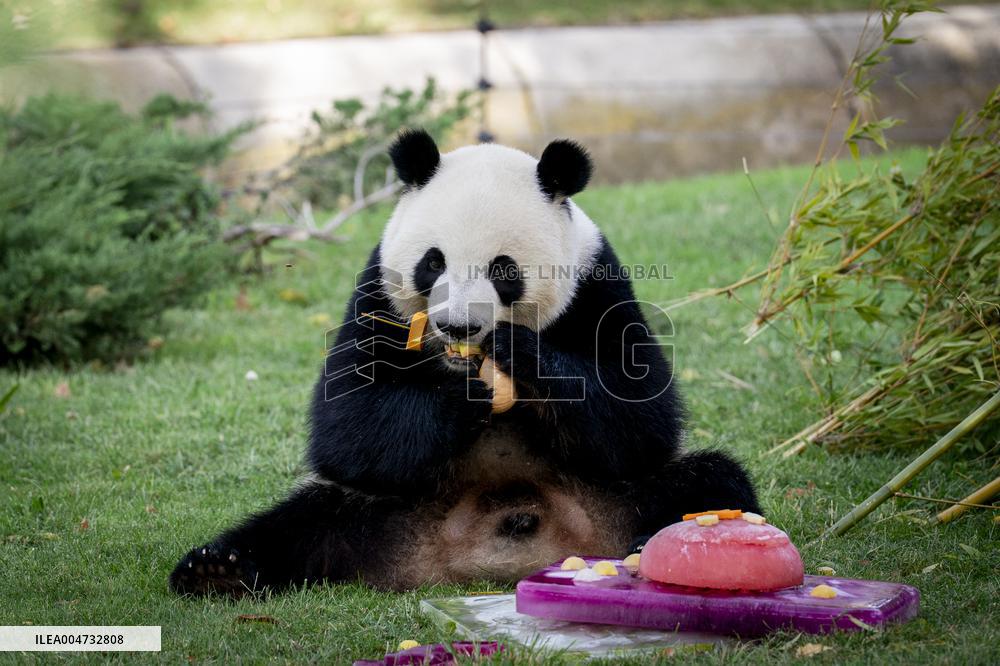 Madrid Zoo celebrates the birthday of giant panda pair Jin Xi and Zhu Yu