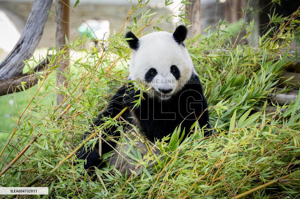 Madrid Zoo celebrates the birthday of giant panda pair Jin Xi and Zhu Yu
