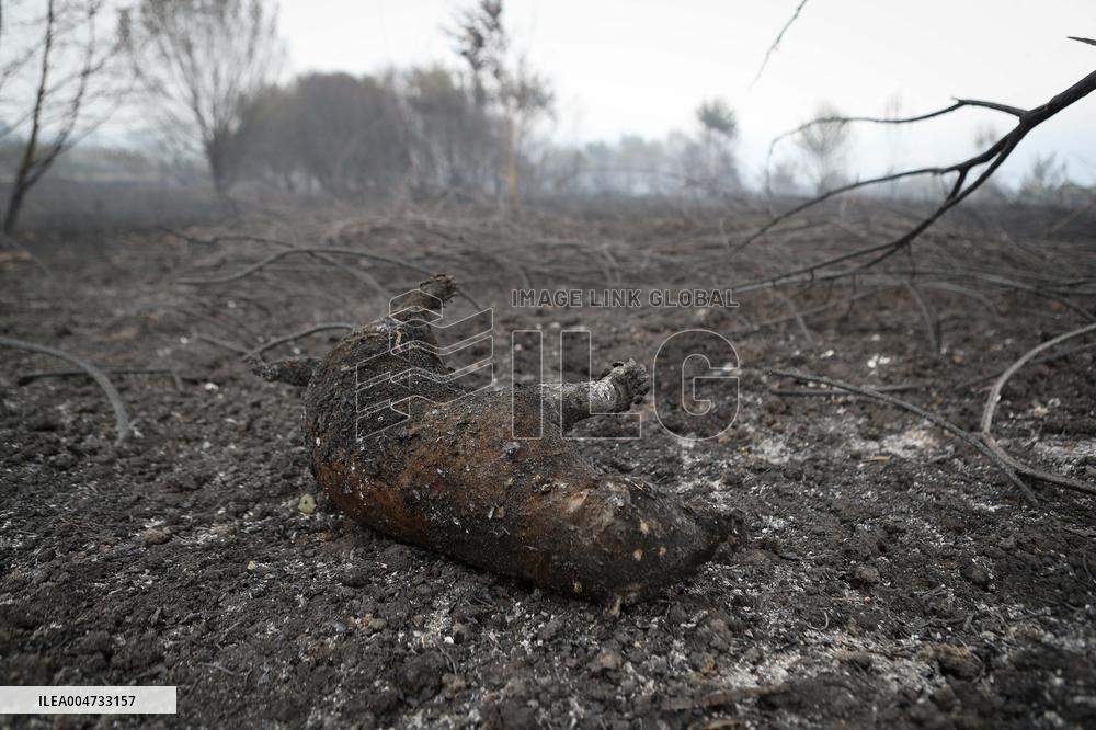 Panton Wildfire Has Already Devastated 2000 Hectares - Spain
