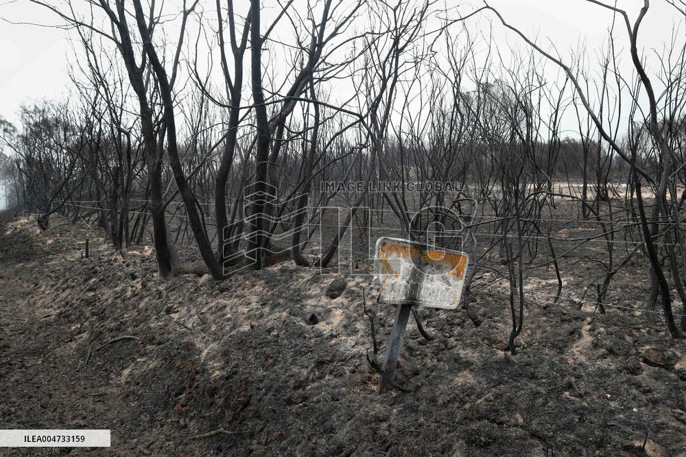 Panton Wildfire Has Already Devastated 2000 Hectares - Spain