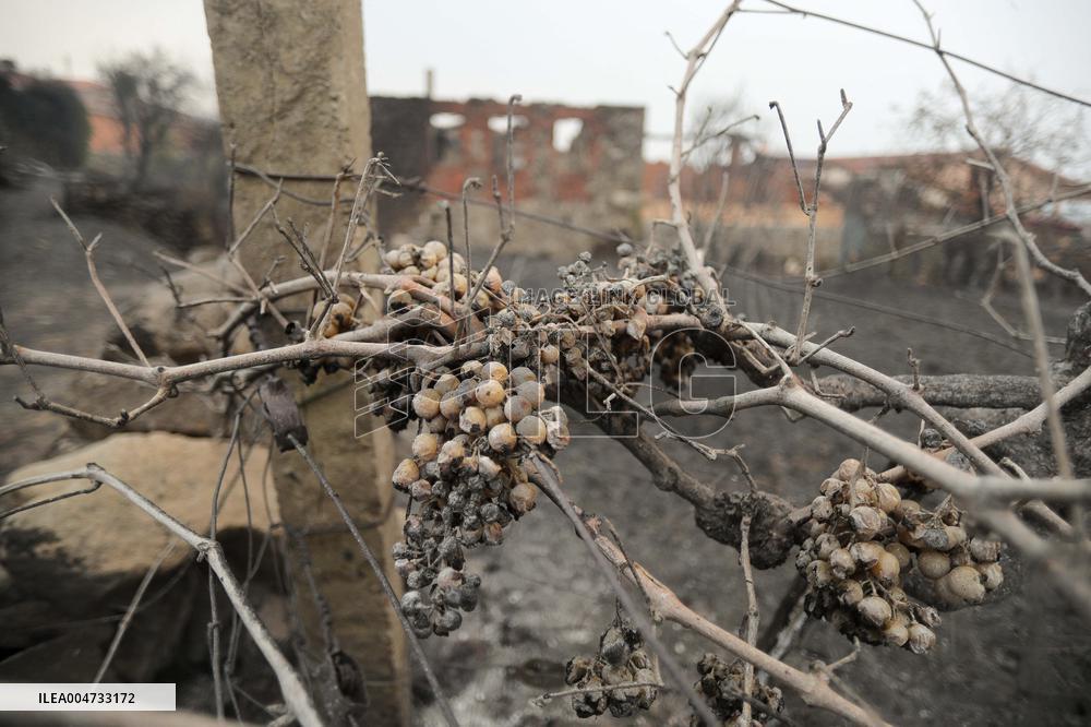 Panton Wildfire Has Already Devastated 2000 Hectares - Spain
