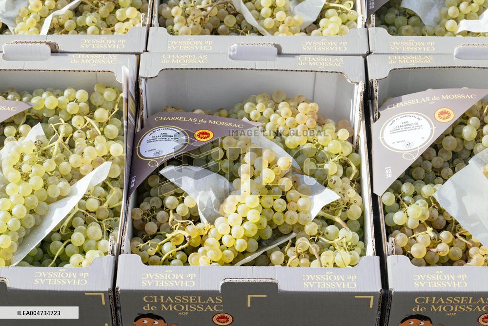 15th edition of Welcome to the Countryside - Montbeton