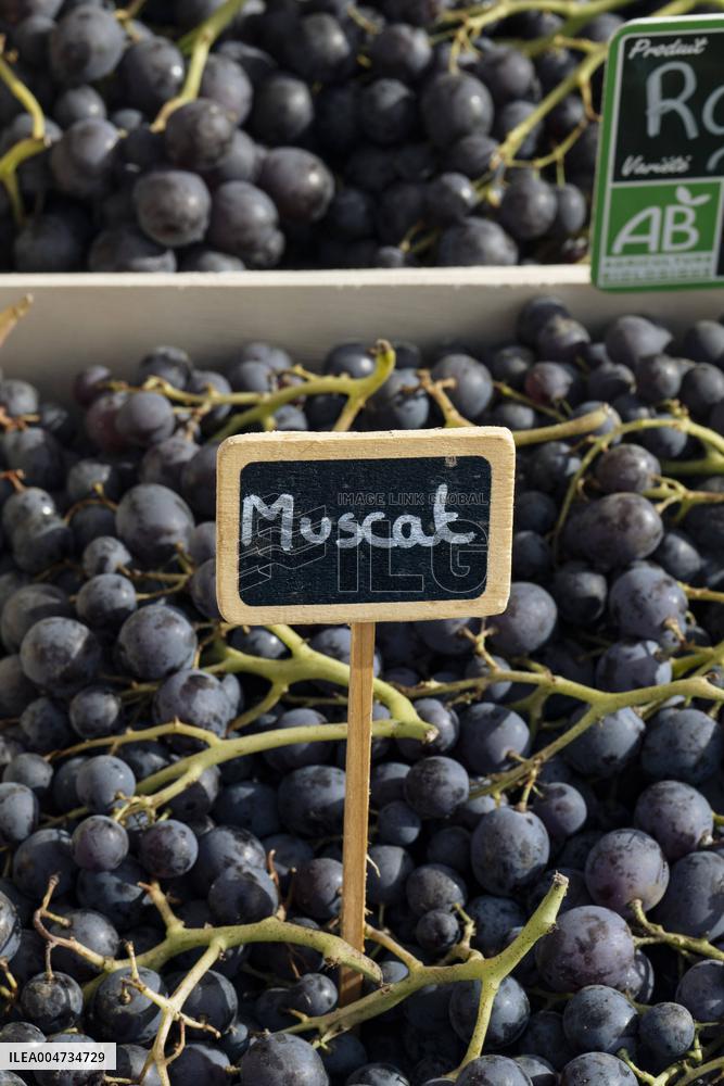 15th edition of Welcome to the Countryside - Montbeton