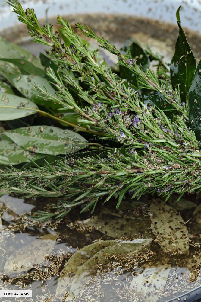 15th edition of Welcome to the Countryside - Montbeton