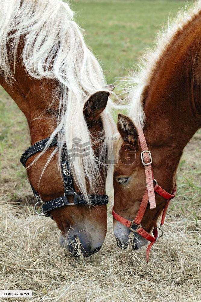 15th edition of Welcome to the Countryside - Montbeton