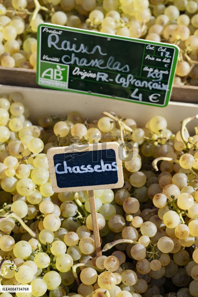 15th edition of Welcome to the Countryside - Montbeton