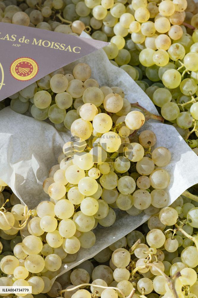 15th edition of Welcome to the Countryside - Montbeton