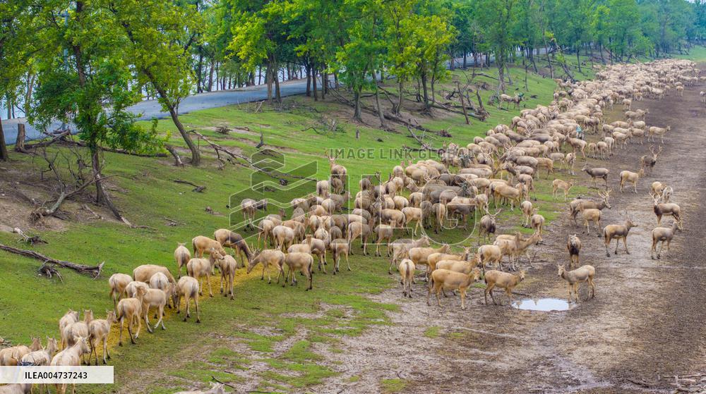 Elk National Nature Reserve in Yancheng