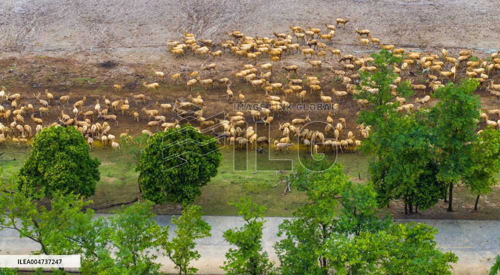 Elk National Nature Reserve in Yancheng