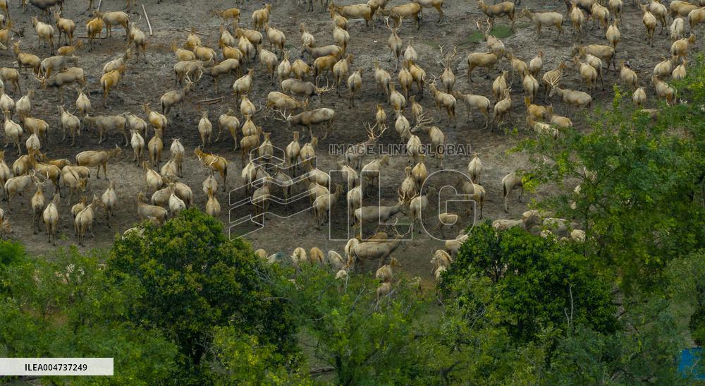 Elk National Nature Reserve in Yancheng