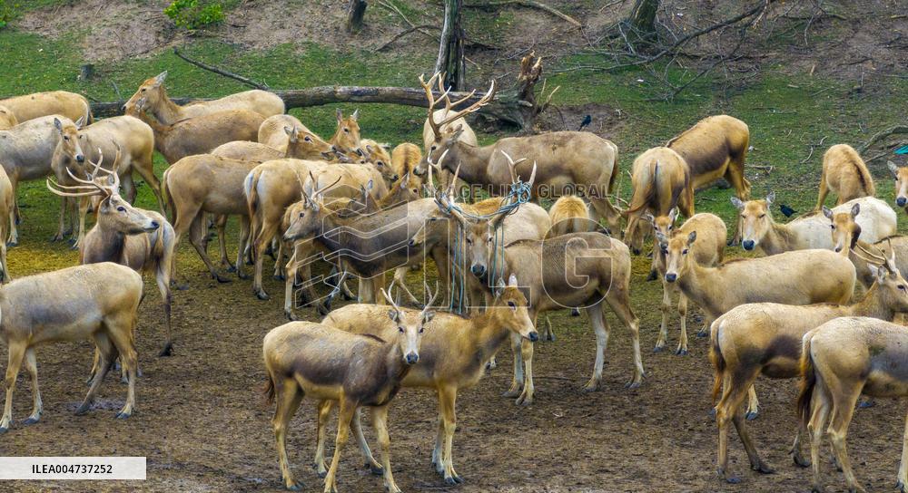 Elk National Nature Reserve in Yancheng