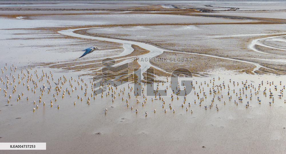 Elk National Nature Reserve in Yancheng