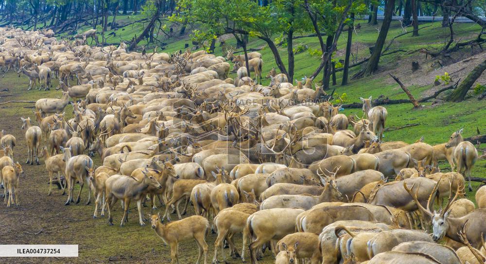 Elk National Nature Reserve in Yancheng