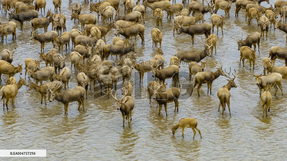 Elk National Nature Reserve in Yancheng
