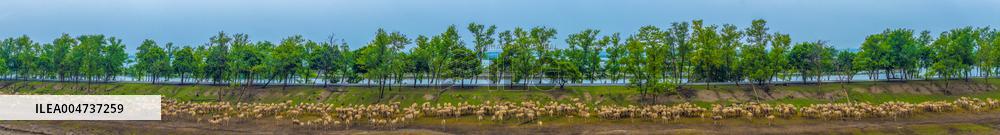 Elk National Nature Reserve in Yancheng