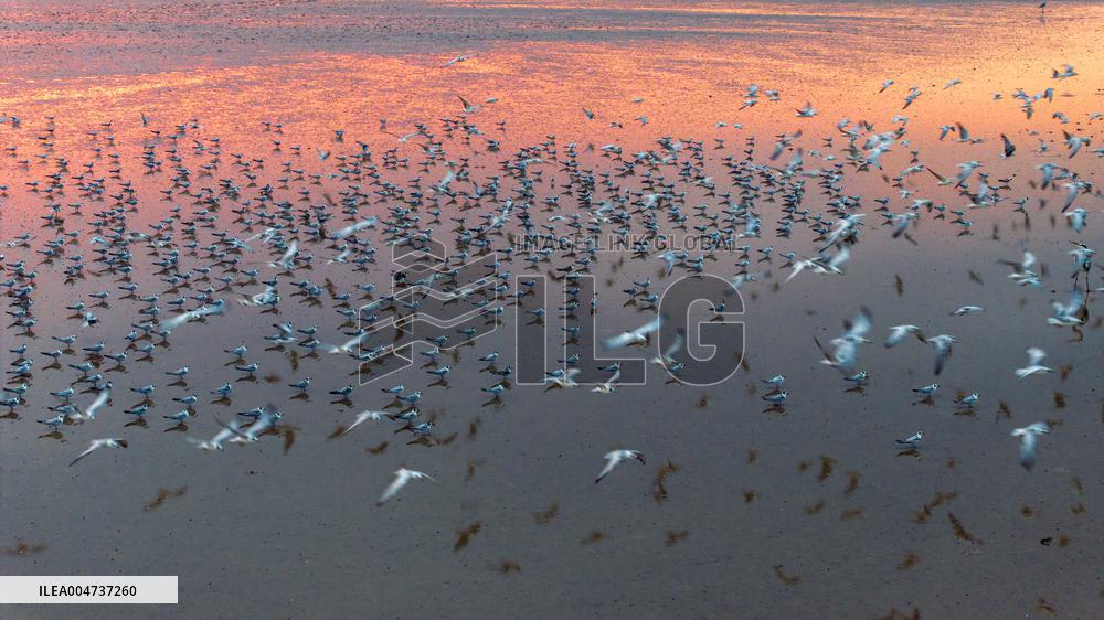 Elk National Nature Reserve in Yancheng