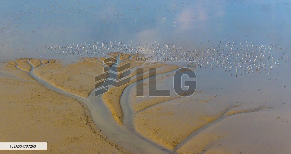 Elk National Nature Reserve in Yancheng