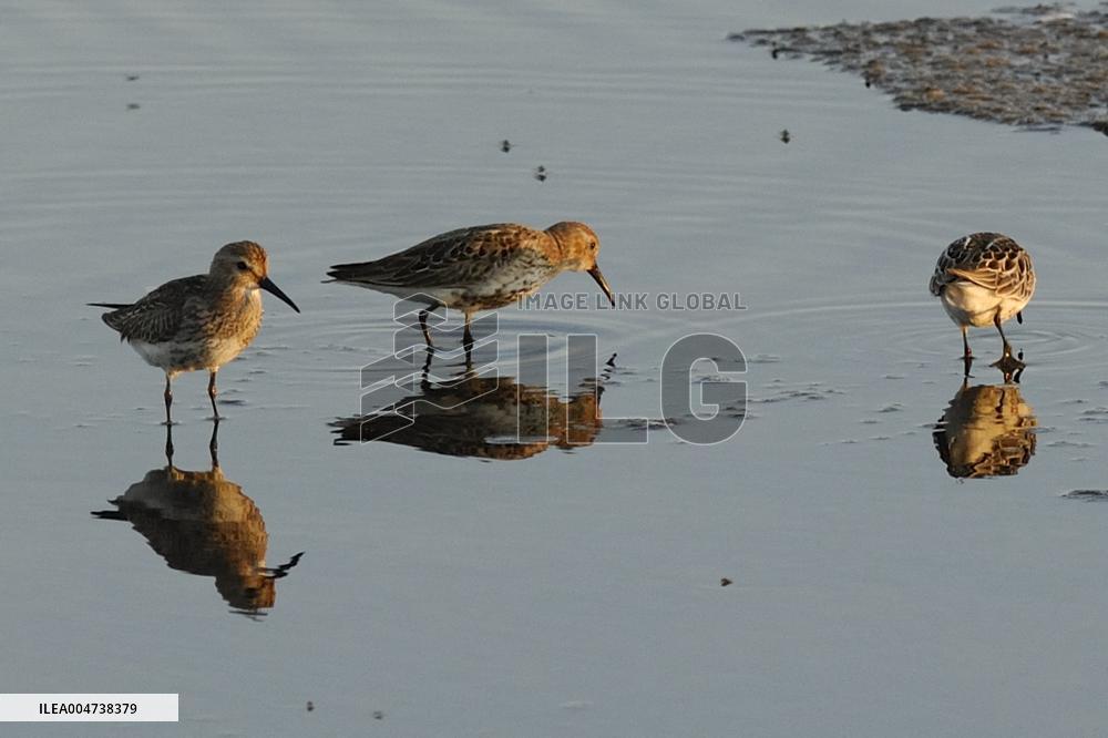 Illustration - Guerande