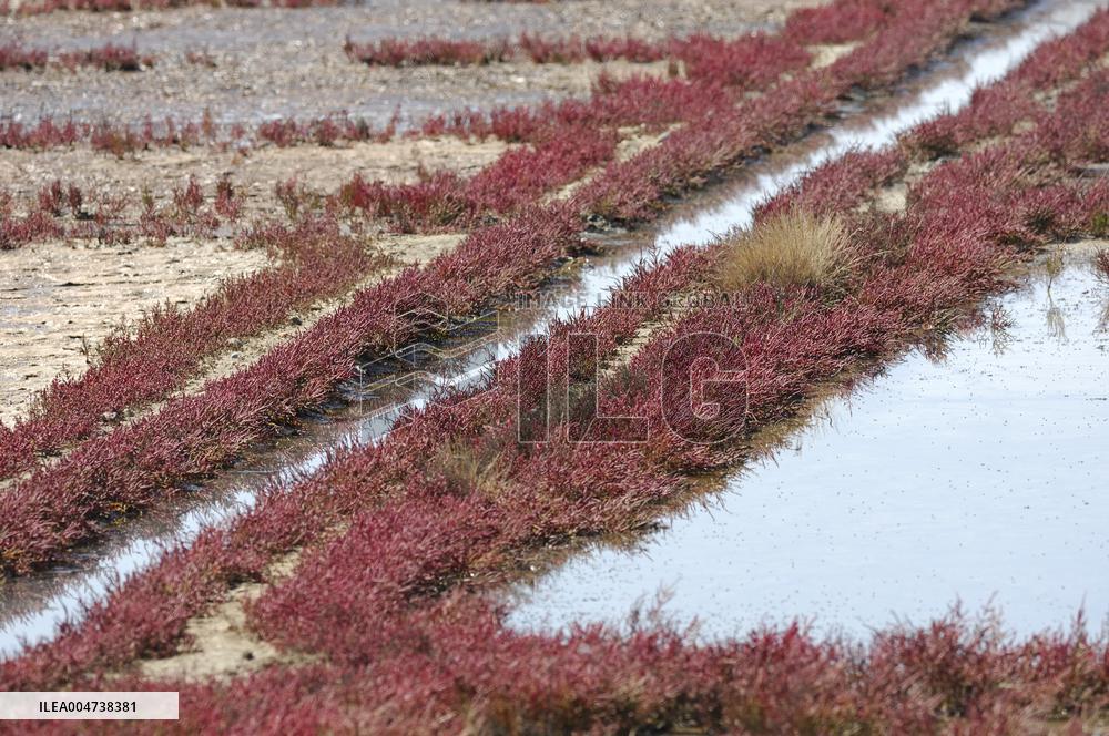 Illustration - Guerande