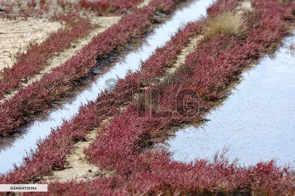 Illustration - Guerande