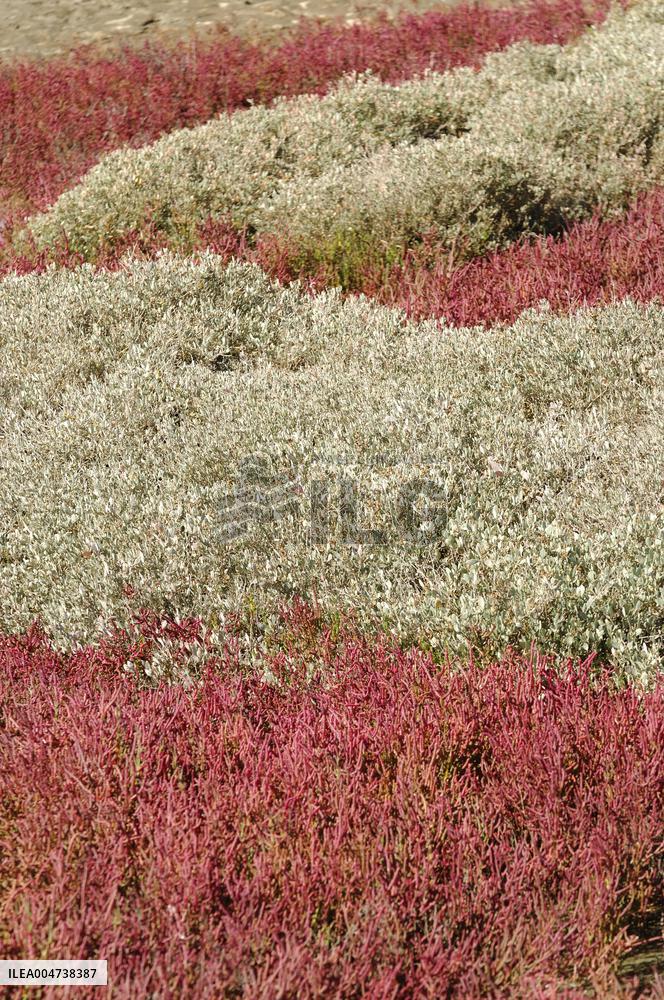 Illustration - Guerande